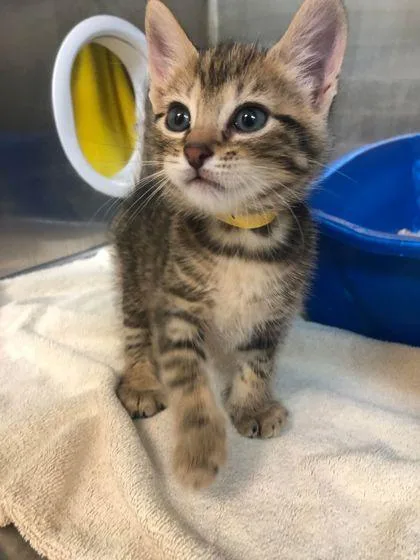 An adult small-sized male Domestic Short Hair cat named Simba Cat for adoption in Munster, IN