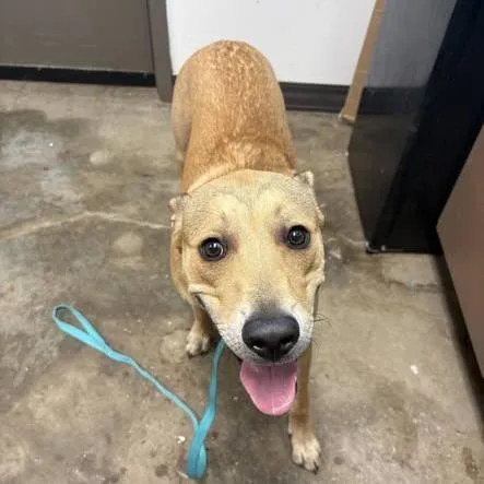 A young medium-sized male Brown / Chocolate Retriever dog named Old Macdonald for adoption in Cleveland, MS