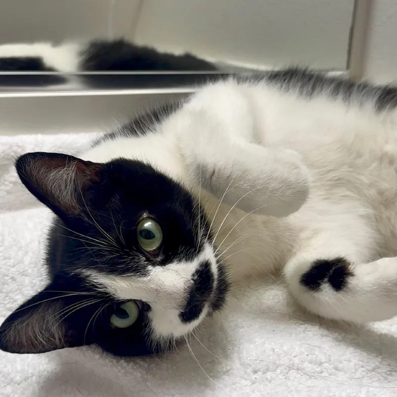 A young small-sized female White Domestic Short Hair cat named Pistachio for adoption in Long Beach, CA