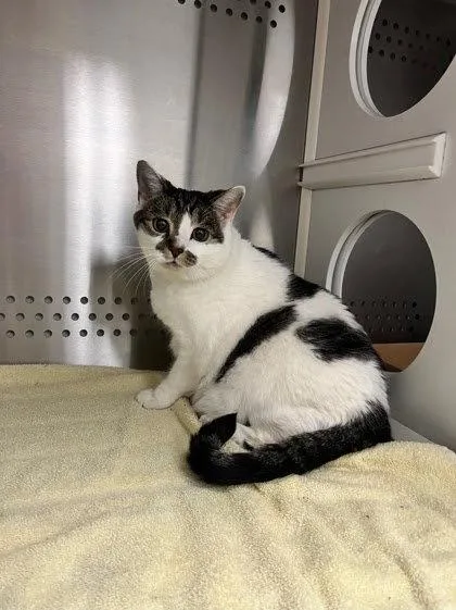 A senior medium-sized female Domestic Short Hair cat named Chyno for adoption in Herndon, VA