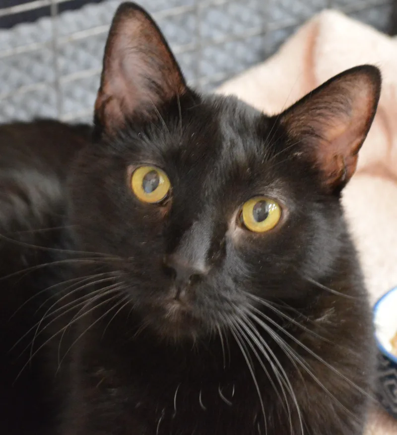 A senior large-sized male Black Domestic Short Hair cat named Clyde for adoption in House Springs, MO