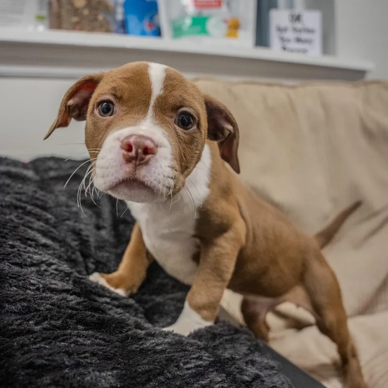 A baby medium-sized female Brown / Chocolate Pit Bull Terrier dog named Giraffe for adoption in Pawling, NY