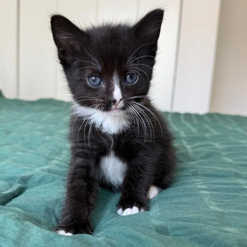 A baby small-sized female Black Domestic Short Hair cat named Faye for adoption in Middle Village, NY