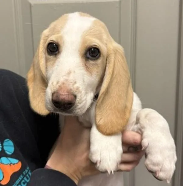 A baby medium-sized female Basset Hound dog named Maeve for adoption in Littleton, CO