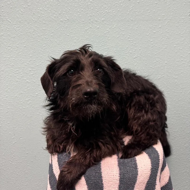 A young small-sized female Black Terrier dog named Tiffany for adoption in Fresno, CA