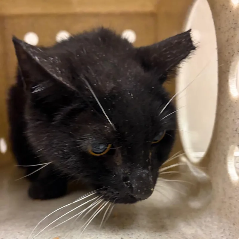 A senior small-sized male Black Domestic Short Hair cat named Esbern for adoption in Reno, NV