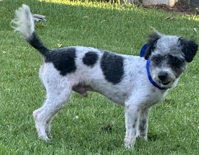 Archie