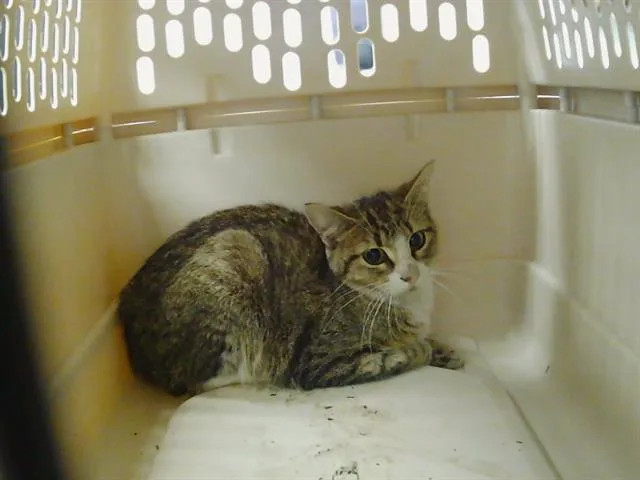 A young small-sized female Domestic Short Hair cat named Marian for adoption in Charlotte, NC