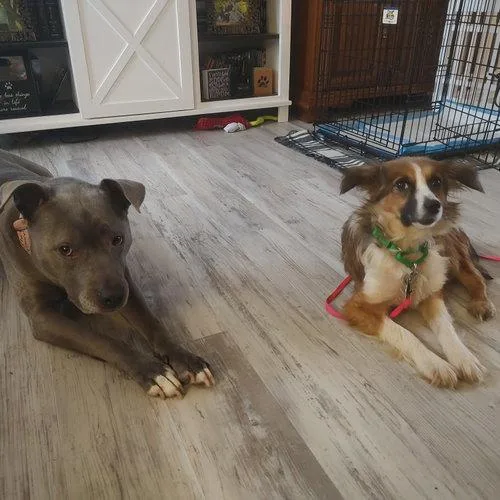 An adult small-sized female Australian Shepherd dog named Bryce for adoption in Fargo, ND