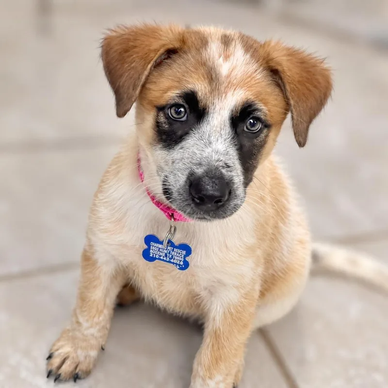 A baby small-sized female Red / Chestnut / Orange Cattle Dog dog named Rissa for adoption in Boerne, TX