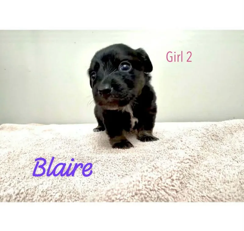 A baby small-sized female Tricolor (Brown, Black, & White) Chiweenie dog named Blaire for adoption in Eatontown, NJ