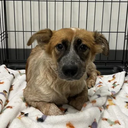 A young medium-sized female Red / Chestnut / Orange Border Collie dog named Plini for adoption in Austin, TX