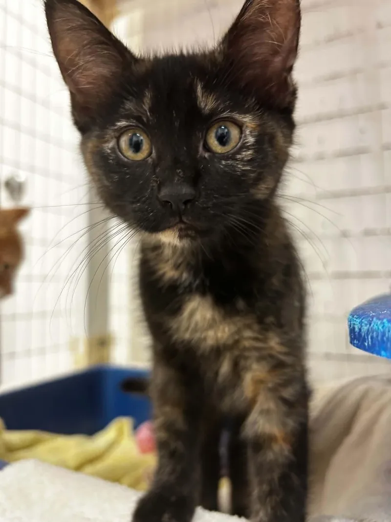 A baby medium-sized female Tortoiseshell Domestic Short Hair cat named Adelaide for adoption in Chambersburg, PA
