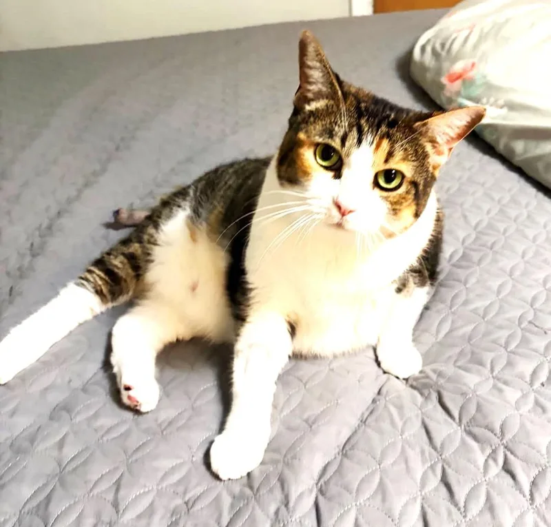 An adult large-sized female Calico cat named Peeka for adoption in Ypsilanti, MI