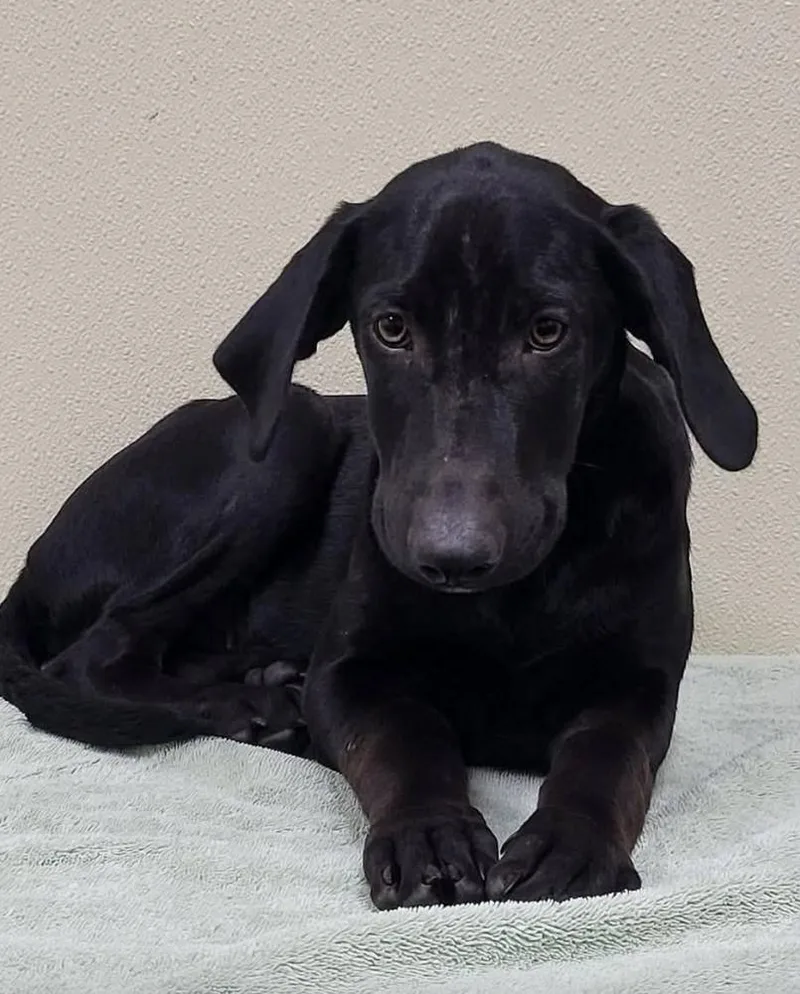 A baby large-sized male Mixed Breed dog named Nigel for adoption in Groveland, MA