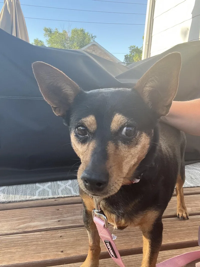 An adult small-sized female Rat Terrier dog named Coco for adoption in Denver, CO