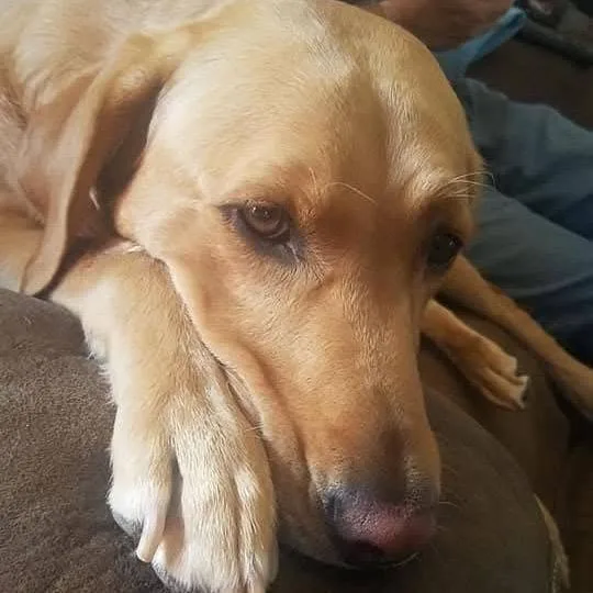 A senior large-sized female Yellow Labrador Retriever dog named Mia for adoption in Cashmere, WA