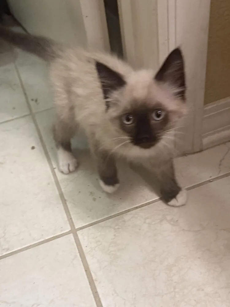 A baby small-sized male Siamese cat named Bailey for adoption in Lancaster, CA