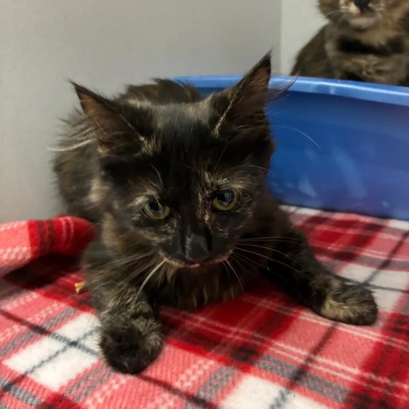 A baby small-sized female Black Domestic Long Hair cat named Snickers for adoption in Franklin, NC