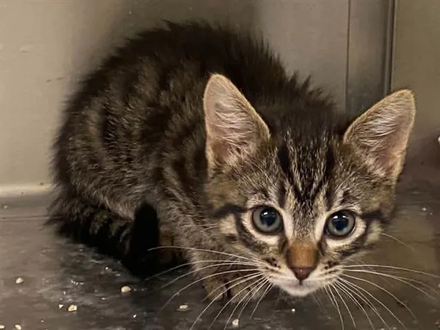 A baby small-sized female Domestic Short Hair cat named Olive for adoption in Tustin, CA