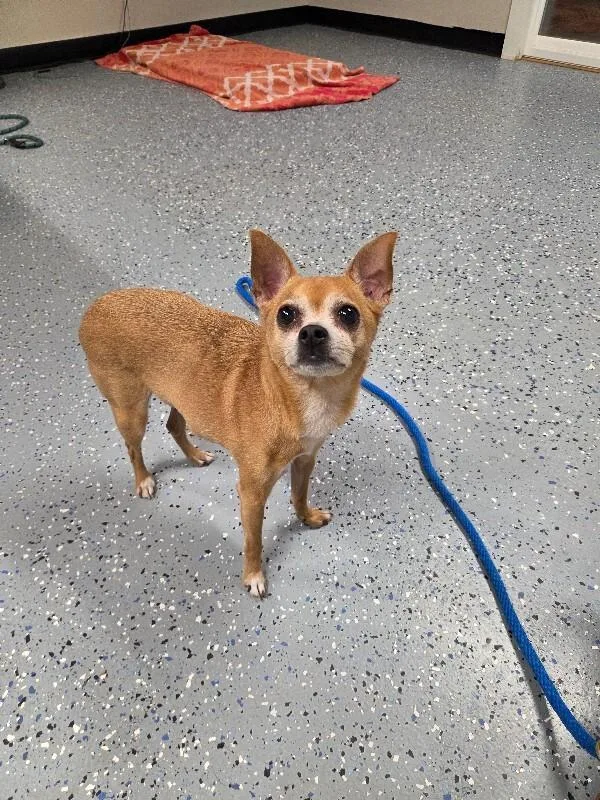 An adult small-sized male Chihuahua dog named Chico for adoption in Yankton, SD