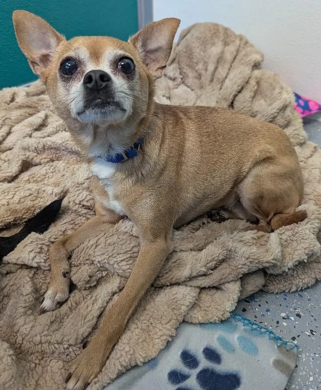 Chico thumbnail 2