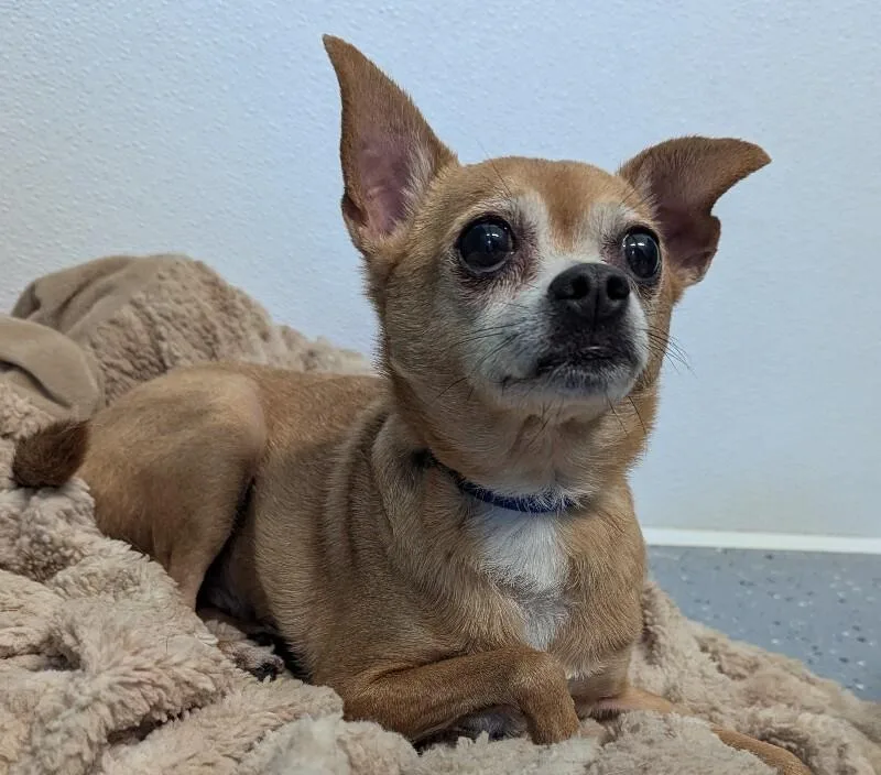 Chico thumbnail 3