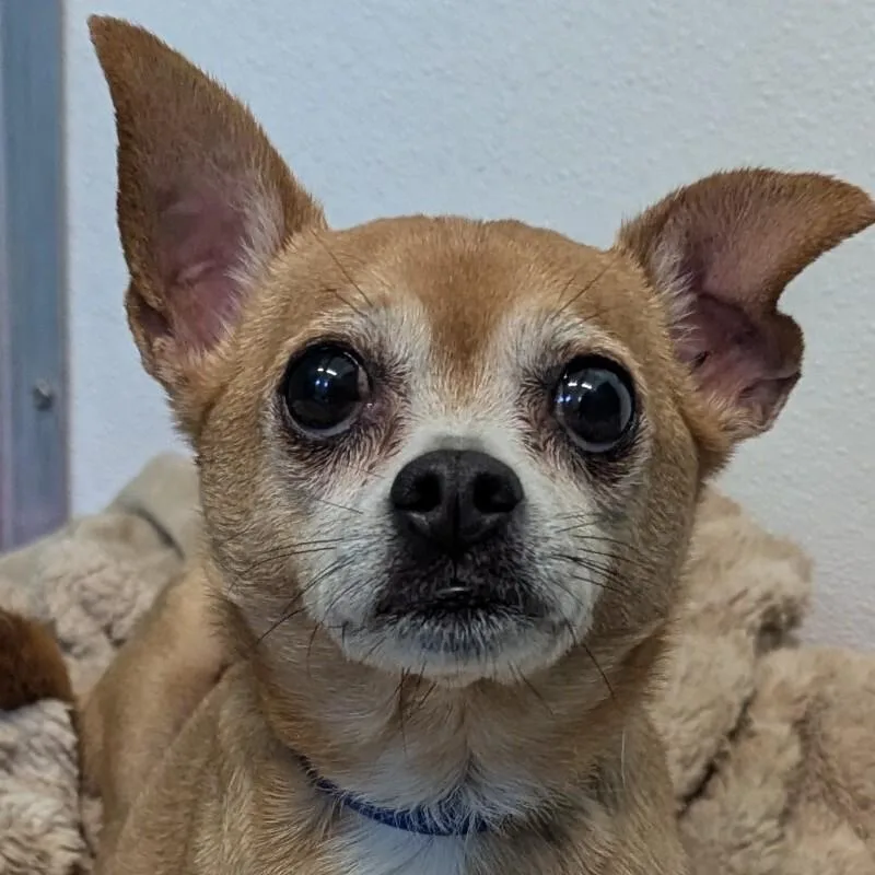 Chico thumbnail 4