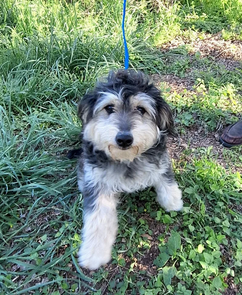 Heddie Mvt thumbnail 3