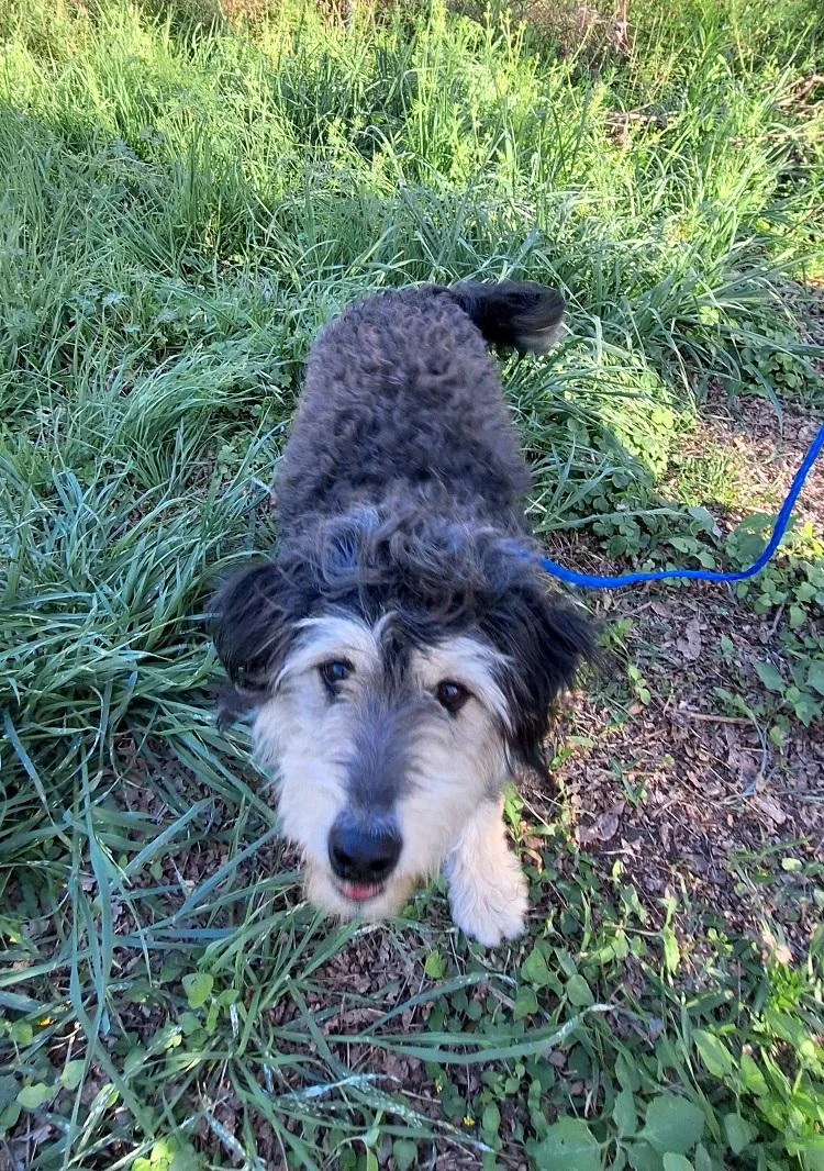 Heddie Mvt thumbnail 5