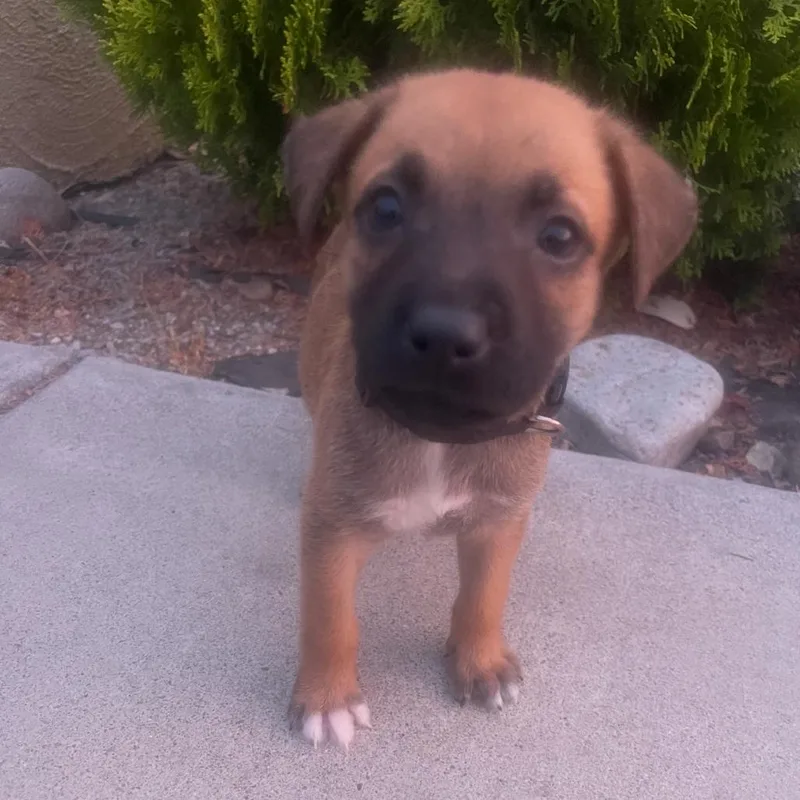 A baby medium-sized male Brown / Chocolate Labrador Retriever dog named Kai for adoption in Escondido, CA