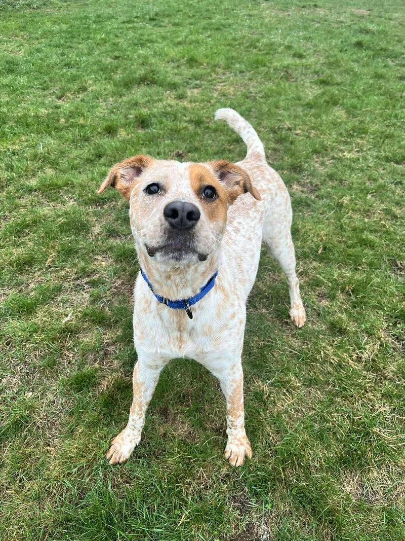 A young medium-sized male Red / Chestnut / Orange Australian Cattle Dog / Blue Heeler dog named Cricket for adoption in Paris, ME