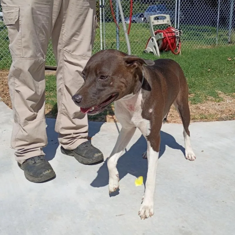 An adult medium-sized female Brown / Chocolate Pit Bull Terrier dog named Cheryl for adoption in Denison, TX