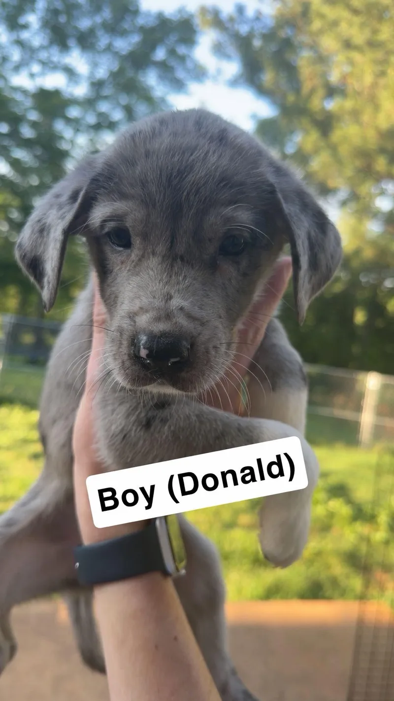 A baby extra large-sized male Great Dane dog named Donald for adoption in Chambersburg, PA