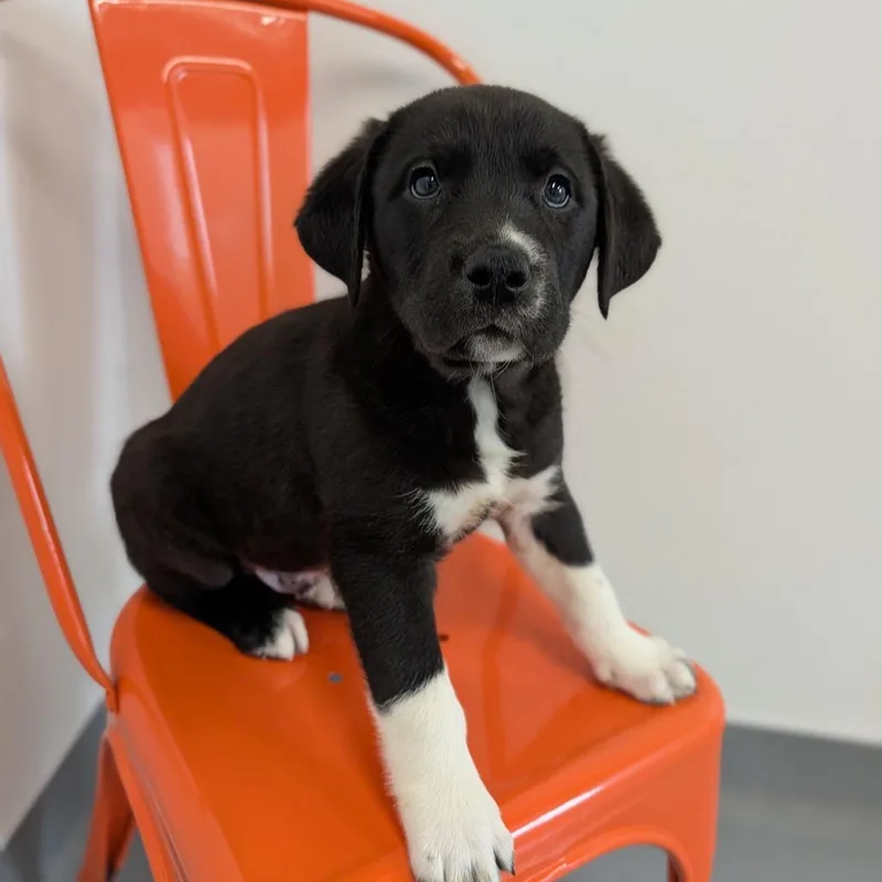 Conquest thumbnail 2