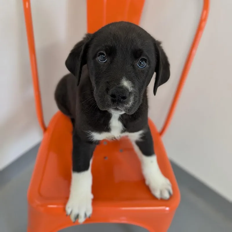 Conquest thumbnail 3