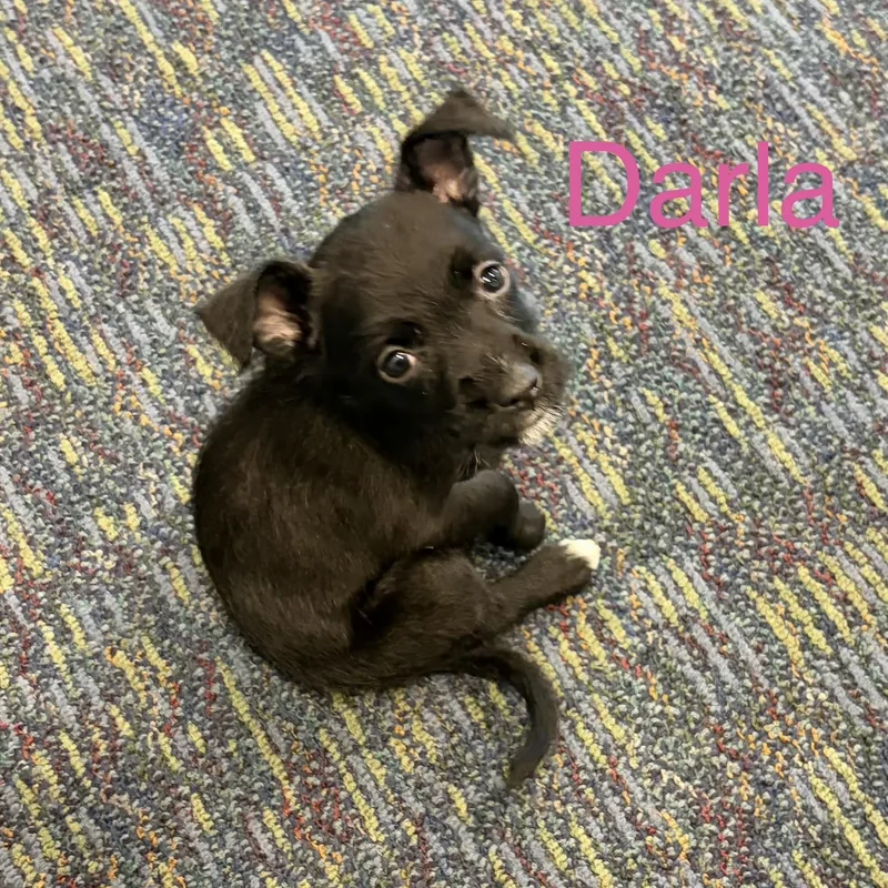 Darla