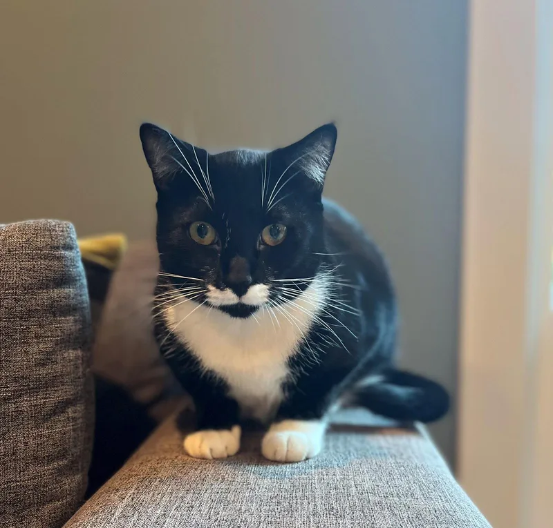 Dutchess   Offered thumbnail 2