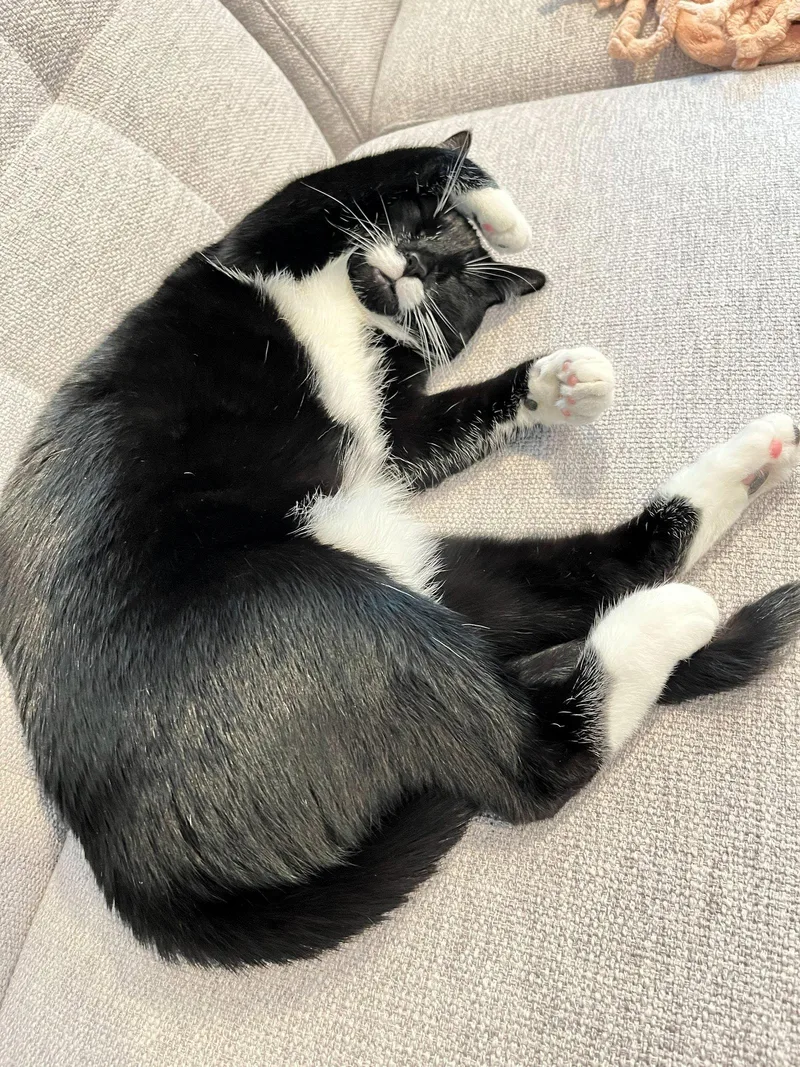 Dutchess   Offered thumbnail 3