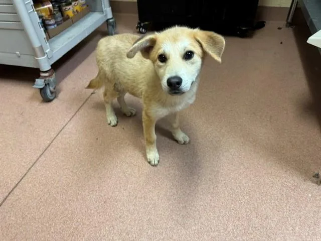 A baby large-sized female Labrador Retriever dog named Bella Jo for adoption in Cookeville, TN