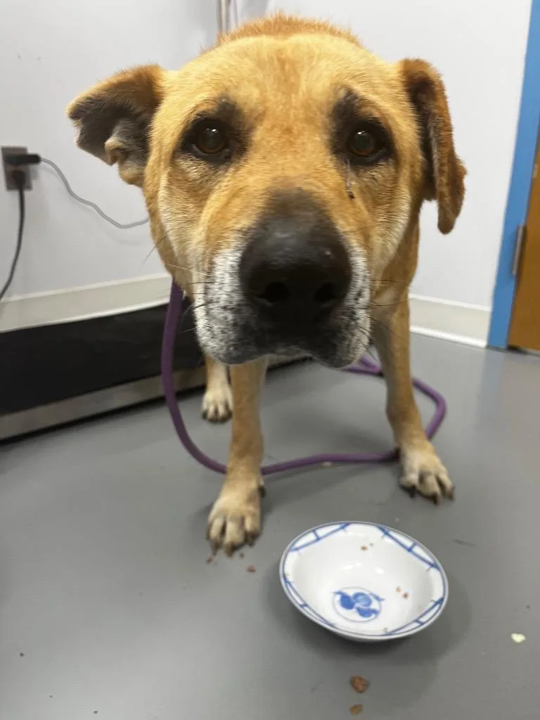 A senior large-sized male Chow Chow dog named Eeyore for adoption in Hartsville, SC