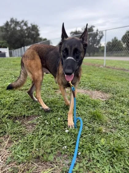 An adult large-sized female German Shepherd Dog dog named Stellar for adoption in Vero Beach, FL