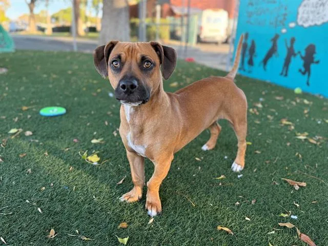 A young medium-sized male Pit Bull Terrier dog named Chester for adoption in Antioch, CA
