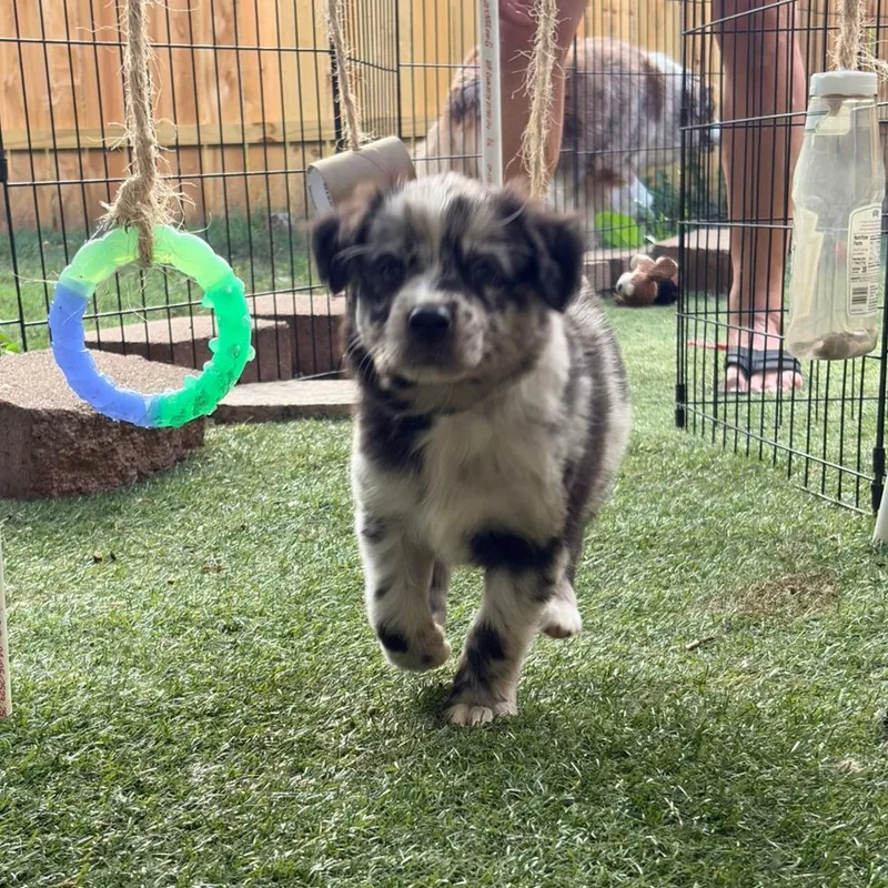 Daisy Lou  Black thumbnail 2