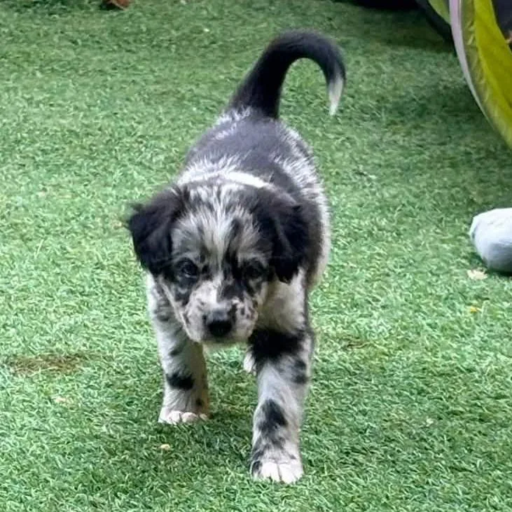 Daisy Lou  Black thumbnail 3