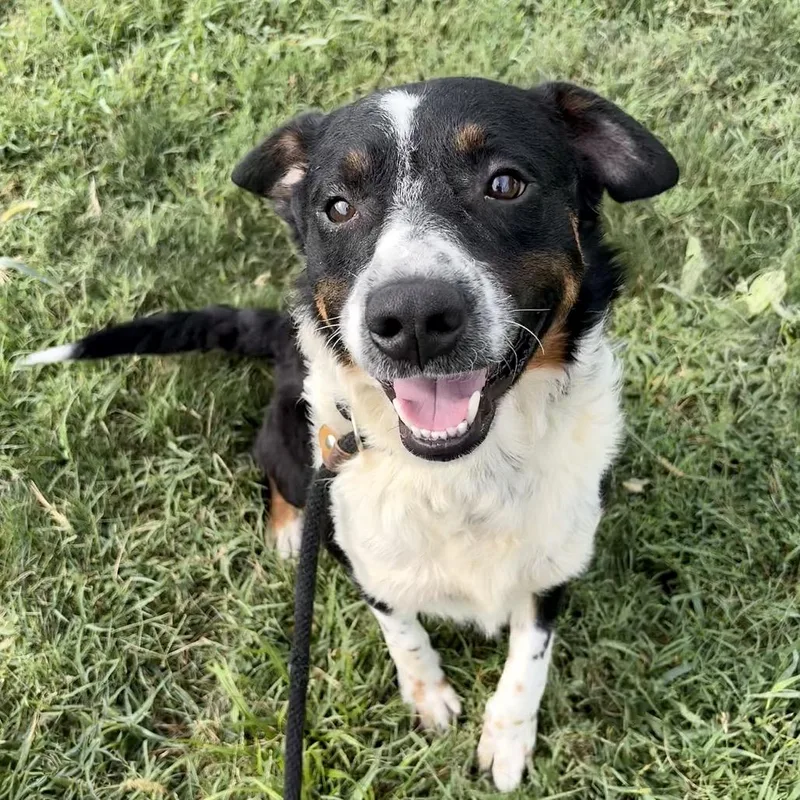 An adult medium-sized male Black Australian Shepherd dog named Jasper PP for adoption in St Joseph, MO