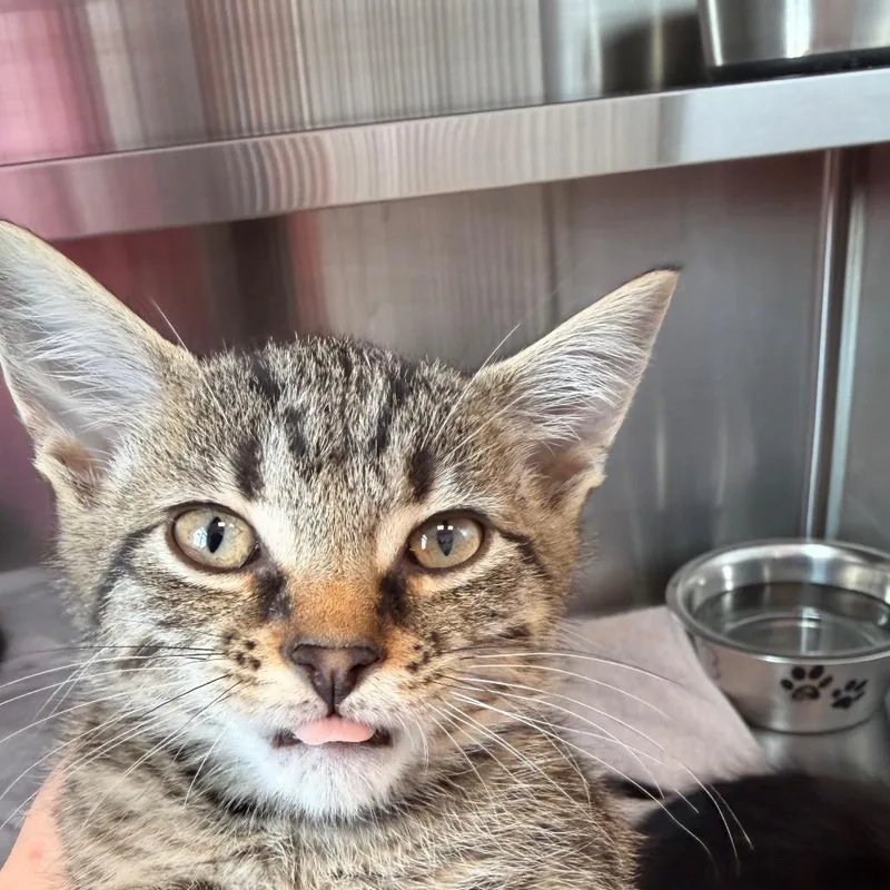 A baby small-sized male Brown / Chocolate Domestic Short Hair cat named Broccoli for adoption in Madisonville, TN