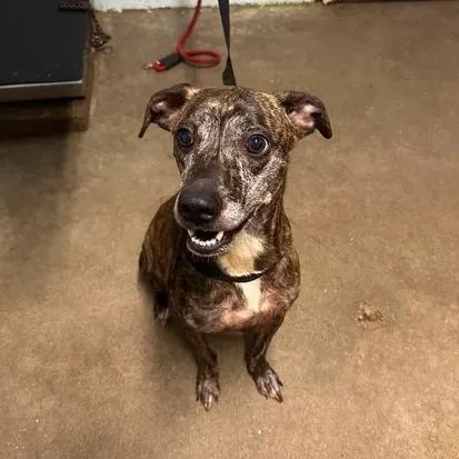 An adult medium-sized female Brindle Black Mouth Cur dog named Missy for adoption in Beaumont, TX