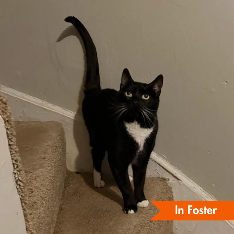 A senior medium-sized female Black Domestic Short Hair cat named Lady Winston Peppercorn for adoption in Baltimore, MD