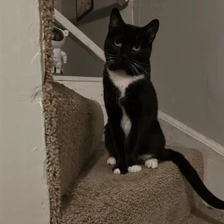 Lady Winston Peppercorn thumbnail 2